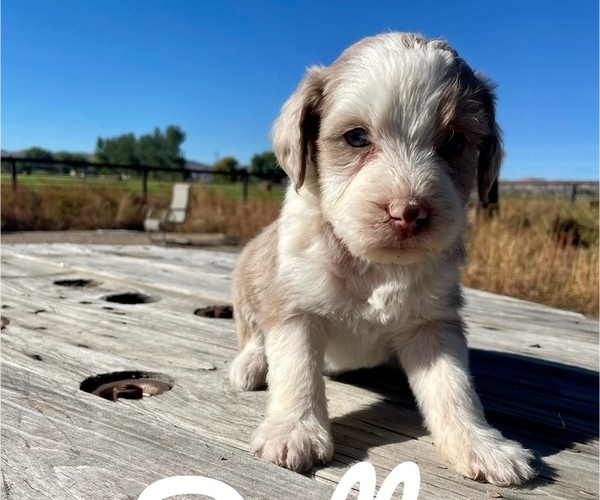 Medium Photo #1  Breeder Profile in VERNAL, UT, USA