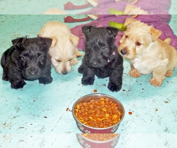 Medium Photo #10  Breeder Profile in MEAD, WA, USA