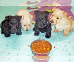 Small #9 Breeder Profile image