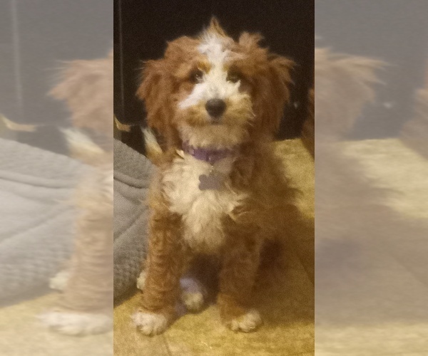 Medium Photo #12  Breeder Profile in SAINT MARYS, KS, USA