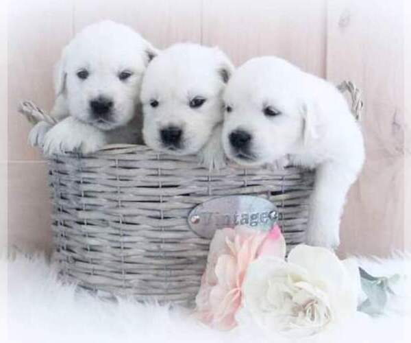 Medium Photo #1  Breeder Profile in HILDEBRAN, NC, USA