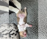 Small #7 Breeder Profile image