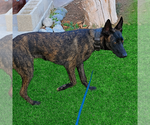Small #1 Breeder Profile image