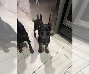 Doberman Pinscher Dog Breeder near PHOENIX, AZ, USA
