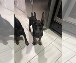 Small breeder photo