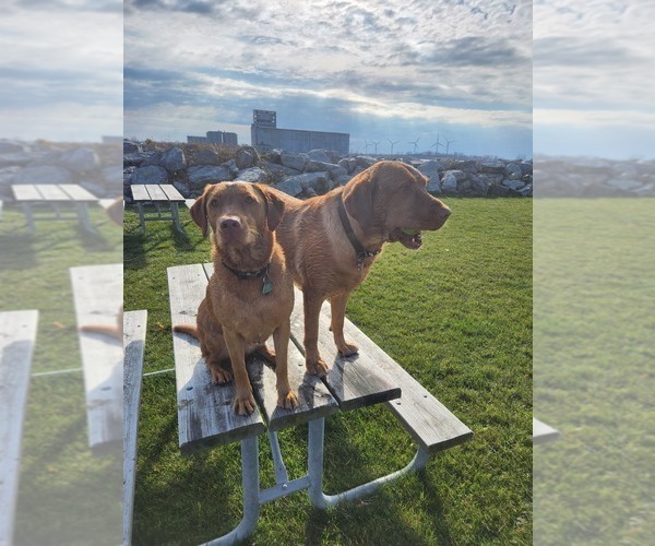 Medium Photo #63  Breeder Profile in BUFFALO, NY, USA