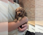 Small #1 Breeder Profile image