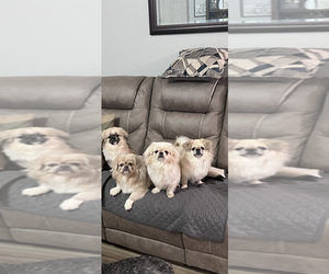 Pekingese Dog Breeder near CITRONELLE, AL, USA