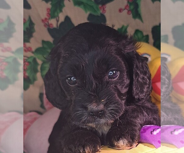 Medium Photo #1  Breeder Profile in GLADEWATER, TX, USA
