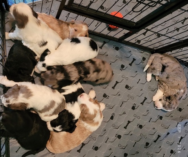 Medium Photo #8  Breeder Profile in PASCO, WA, USA