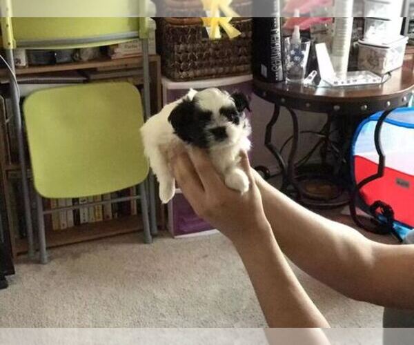 Medium Photo #1  Breeder Profile in GRAND PRAIRIE, TX, USA