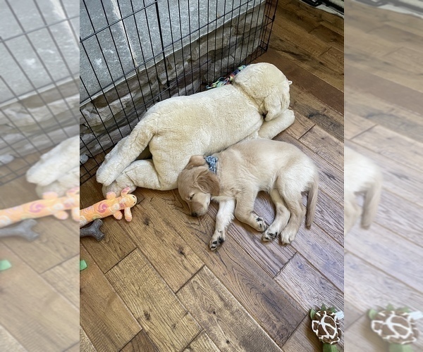 Medium Photo #24  Breeder Profile in SUWANEE, GA, USA