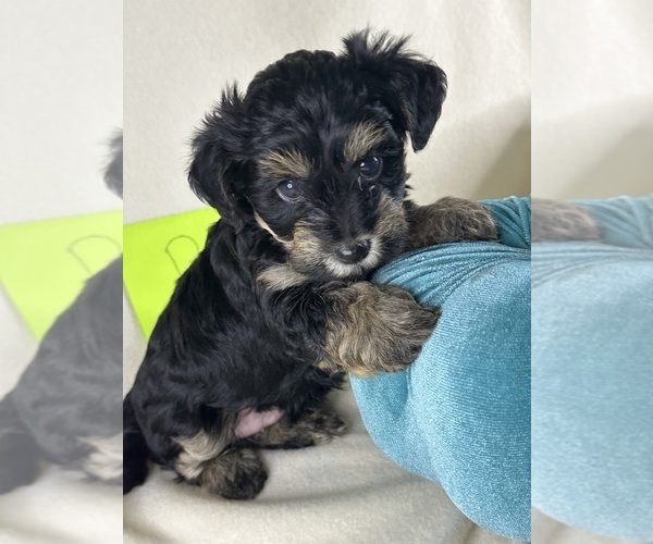 Medium Photo #14  Breeder Profile in ROCK HILL, SC, USA