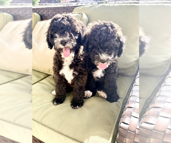 Medium Photo #1  Breeder Profile in BRANDON, FL, USA