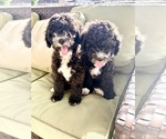 Small breeder photo
