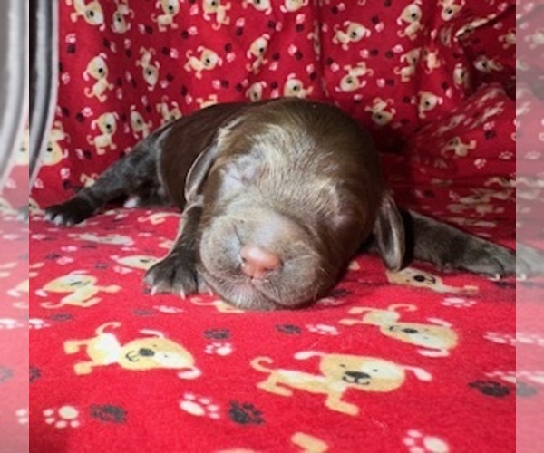 Medium Photo #1  Breeder Profile in BELLVILLE, OH, USA