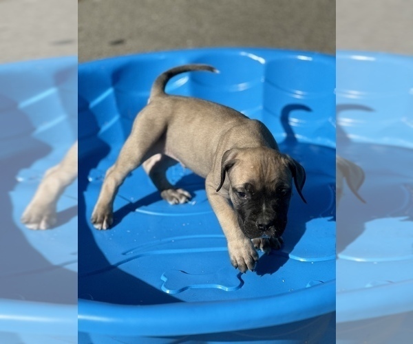 Medium Photo #3  Breeder Profile in STOCKTON, CA, USA