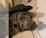 Small #6 Breeder Profile image