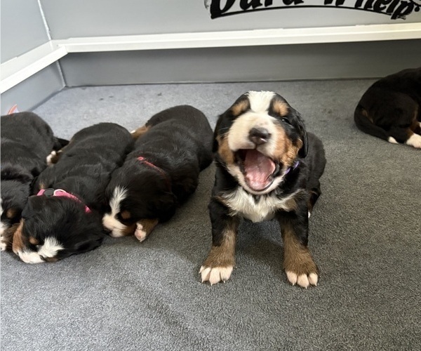 Medium Photo #4  Breeder Profile in MERCER, PA, USA