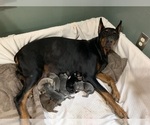 Small #14 Breeder Profile image