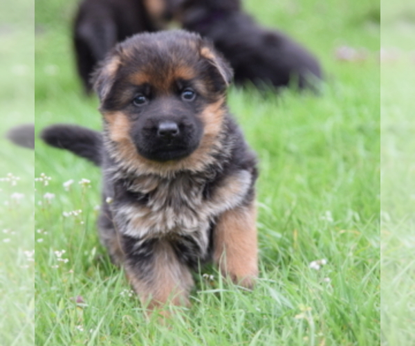 Medium Photo #1  Breeder Profile in HIGH POINT, NC, USA