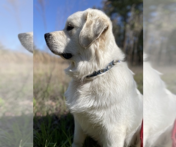 Medium Photo #9  Breeder Profile in DONIPHAN, MO, USA