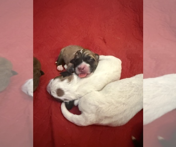 Medium Photo #46  Breeder Profile in LULING, TX, USA