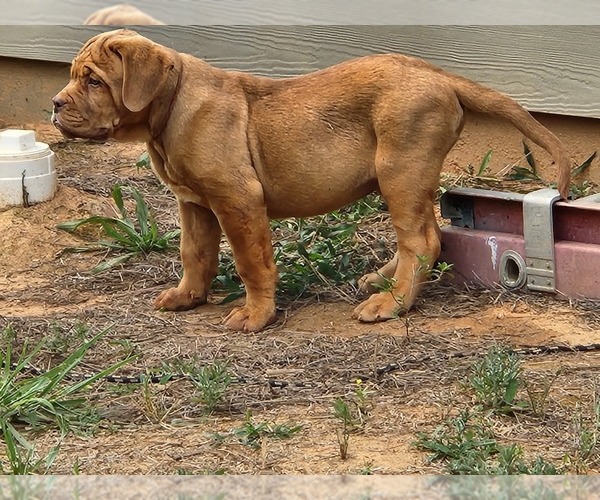 Medium Photo #7  Breeder Profile in MONROE, GA, USA
