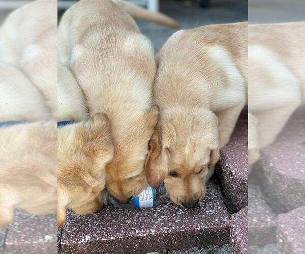 Medium Photo #1  Breeder Profile in CRYSTAL RIVER, FL, USA