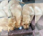 Small breeder photo