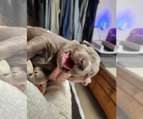 Medium Photo #24  Breeder Profile in FLAGLER, CO, USA