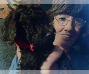 Labradoodle Dog Breeder in MAYER,  USA
