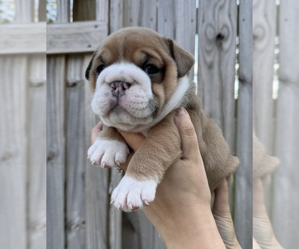 Medium Photo #5  Breeder Profile in RINGGOLD, GA, USA
