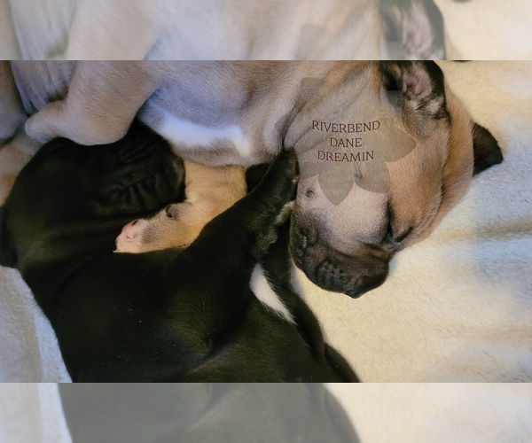 Medium Photo #1  Breeder Profile in BEARDSTOWN, IL, USA