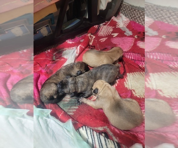 Medium Photo #1  Breeder Profile in INDEPENDENCE, KS, USA