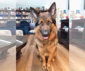 German Shepherd Dog Dog Breeder near NAPLES, FL, USA