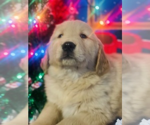 Golden Retriever Dog Breeder near BELLEVUE, MI, USA