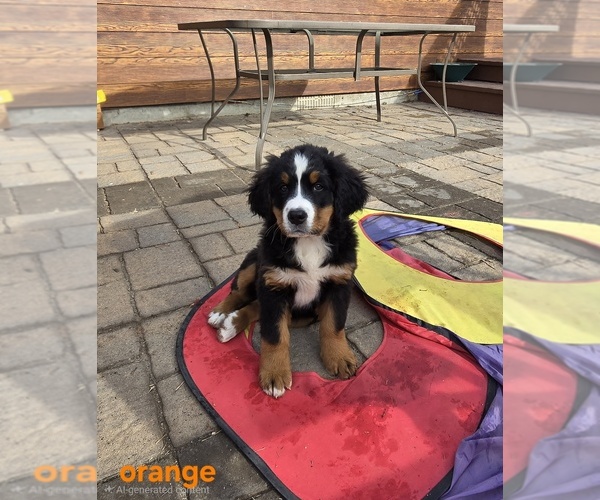 Medium Photo #1  Breeder Profile in SALMON, ID, USA