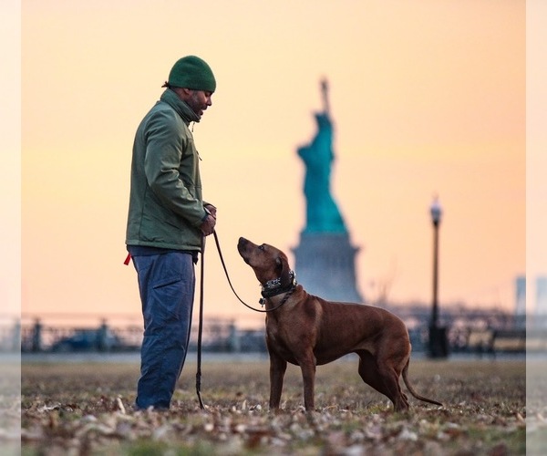 Medium Photo #1  Breeder Profile in BROOKLYN, NY, USA
