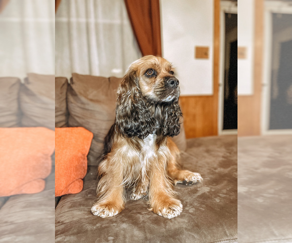 Medium Photo #7  Breeder Profile in DE LAND, IL, USA