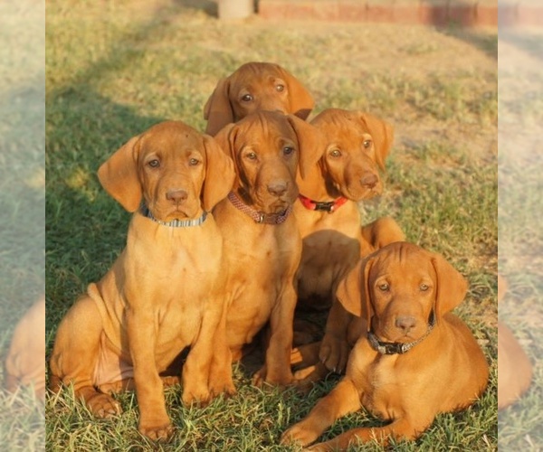 Medium Photo #1  Breeder Profile in BLOSSOM, TX, USA