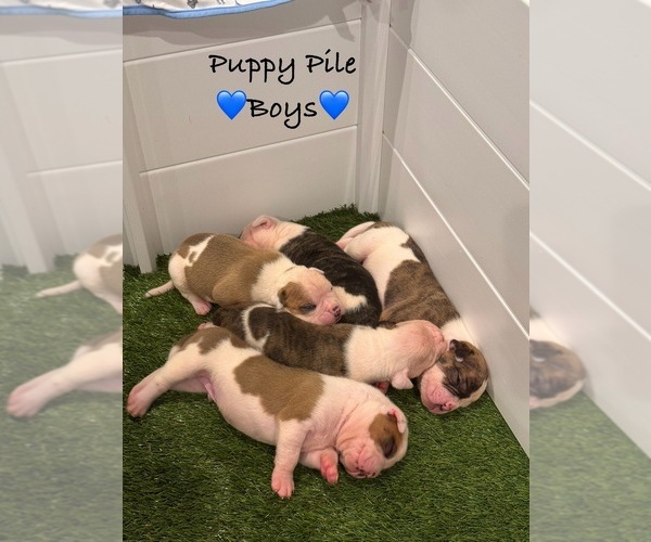 Medium Photo #7  Breeder Profile in GRAY, GA, USA