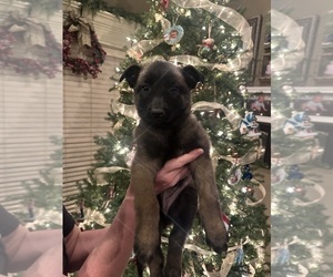 Belgian Malinois Dog Breeder near ATHENS, AL, USA