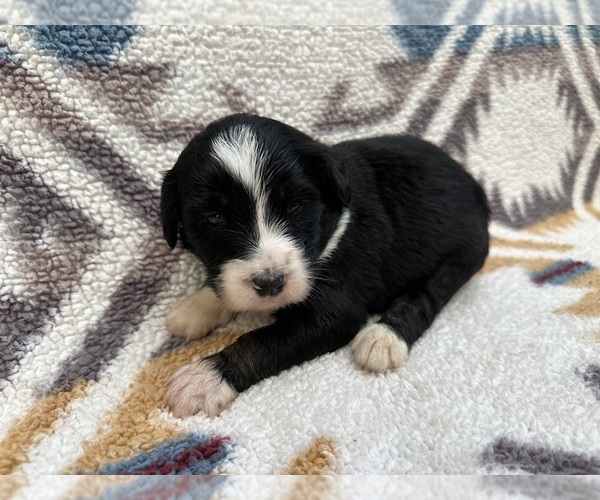 Medium Photo #7  Breeder Profile in BROWNFIELD, TX, USA