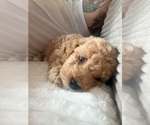 Small #5 Breeder Profile image