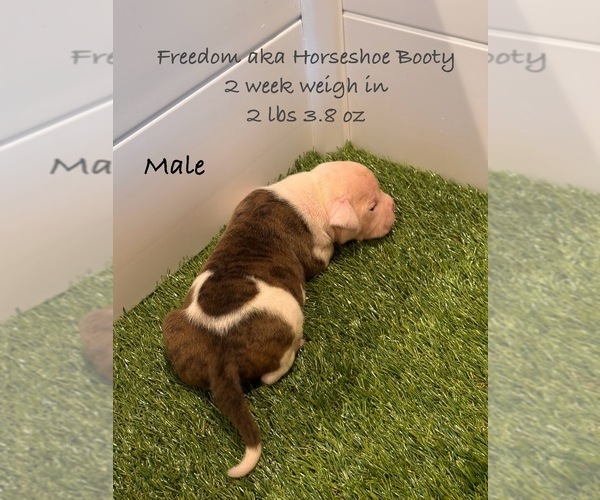 Medium Photo #9  Breeder Profile in GRAY, GA, USA
