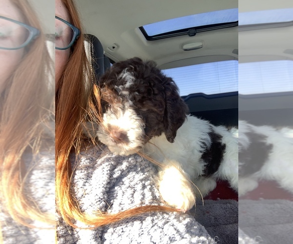Medium Photo #35  Breeder Profile in YUBA CITY, CA, USA