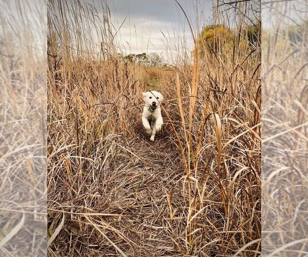 Medium Photo #14  Breeder Profile in URBANA, OH, USA