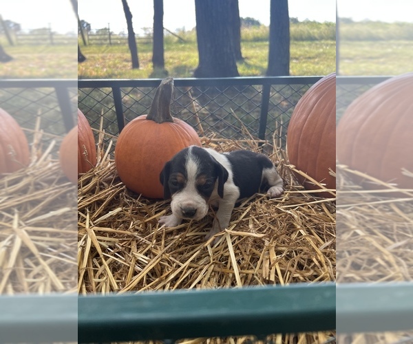 Medium Photo #1  Breeder Profile in EXETER, MO, USA