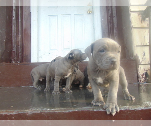 Medium Photo #1  Breeder Profile in BROOKLYN, NY, USA